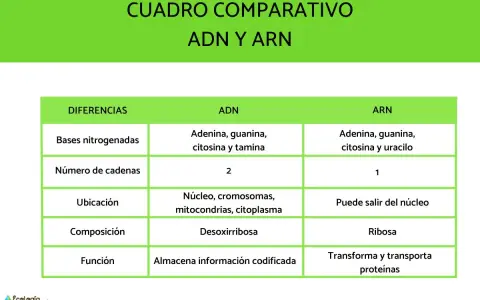 Tabla comparativa ADN y ARN. El ARN, a diferencia del ADN, tiene una sola cadena y uracilo en lugar de timina.