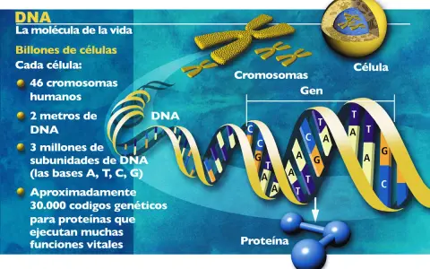 El genoma humano completo se representa con una doble hélice de ADN, cromosomas y una célula, mostrando la base de la vida.