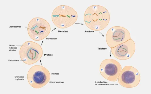 Ilustración de la mitosis: interfase, profase, prometafase, metafase, anafase y telofase, mostrando la división celular.