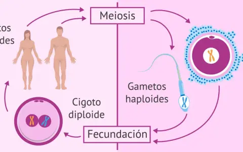 Ciclo de vida humano: adultos diploides pasan por meiosis para formar gametos haploides, que se unen en fecundación para crear un cigoto diploide.