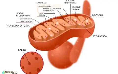 Diagrama detallado de las partes de la mitocondria: membrana externa, espacio intermembrana, membrana interna con crestas, matriz, ribosomas y ADN.