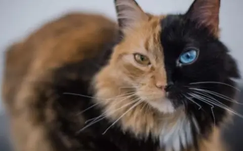 Gato con quimerismo genético, mitad naranja con ojo amarillo, mitad negro con ojo azul.