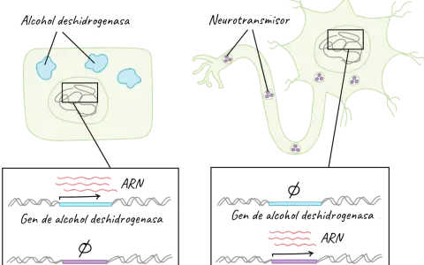 Célula hepática y neurona. La célula hepática produce alcohol deshidrogenasa, la neurona, neurotransmisores. El ARN ribosomal es clave en la expresión génica.