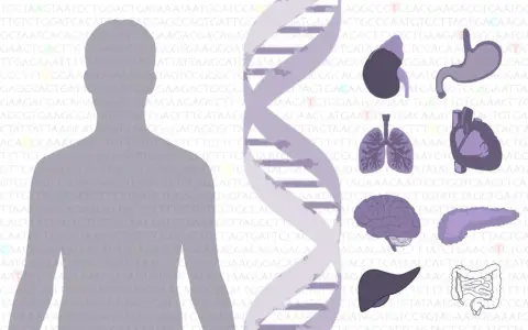 El ADN y órganos humanos, sugiriendo que la genética define qué es un mutante.