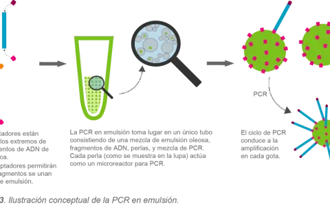 Ilustración conceptual de la PCR en emulsión: fragmentos de ADN con adaptadores se unen a perlas en una emulsión, cada perla actúa como microreactor para amplificación.