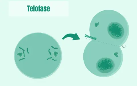 La telofase de la mitosis muestra la división celular con la citocinesis, formando dos células hijas.