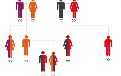 Árbol genealógico que muestra la herencia de rasgos de los bisabuelos. Figuras de personas con colores que representan diferentes combinaciones genéticas.