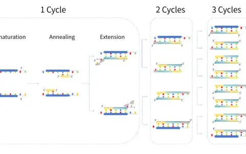 Ilustración del esquema PCR: desnaturalización, apareamiento y extensión de ADN. Muestra la amplificación de ADN en ciclos.