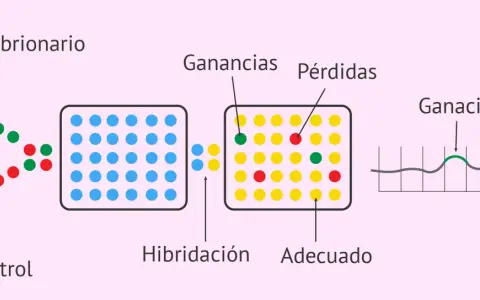 Diagrama de array CGH: ADN embrionario y control se hibridan. Puntos verdes y rojos indican ganancias o pérdidas.