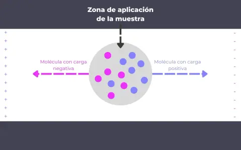 Ilustración que explica que es la electroforesis: moléculas con carga negativa se mueven hacia el polo positivo y las positivas hacia el negativo.