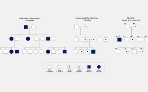Pedigríes que muestran herencia de Huntington, anemia falciforme y hemofilia, ilustrando hasta que generación se heredan los genes.