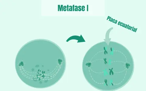La metafase I muestra cromosomas alineados en la placa ecuatorial, preparándose para la división celular.