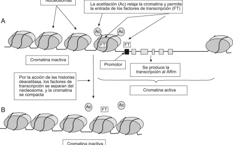 Diagrama ilustra cómo la acetilación (Ac) relaja la cromatina, permitiendo la entrada de factores de transcripción (FT) y la transcripción al ARm. Muestra partes del cromosoma en estados activo e inactivo.