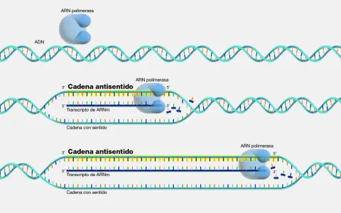 Proceso de transcripción: la ARN polimerasa lee la cadena molde del ADN codificante para sintetizar ARNm.