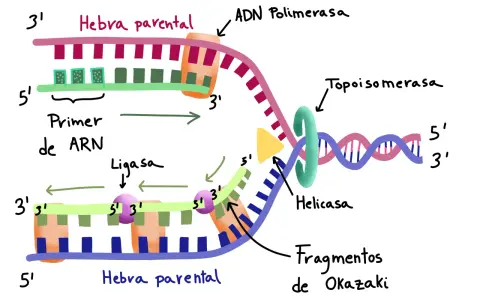 Replicación del ADN: ADN polimerasa y ligasas unen fragmentos de Okazaki.