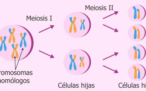 Ilustración de la meiosis I y II. Cromosomas homólogos se separan en la meiosis I, y luego las cromátidas hermanas en la meiosis II, produciendo células hijas.