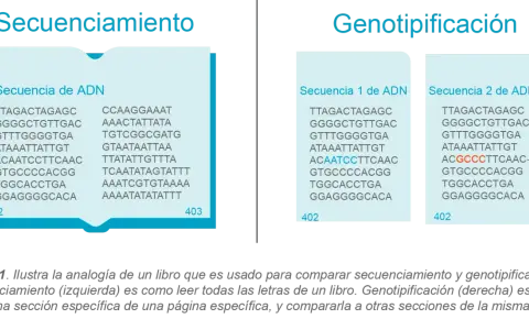 Secuenciamiento y genotipificación comparan secuencias de ADN. La genotipificación resalta diferencias, útil en varios tipos de PCR.