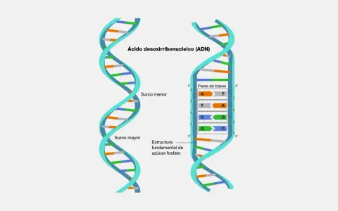Estructura del adn bicatenario, mostrando surcos mayor y menor, y pares de bases A-T y C-G.