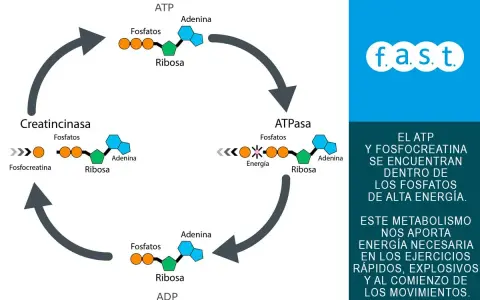 Ciclo de ATP y fosfocreatina, clave en el metabolismo energético para ejercicios explosivos.