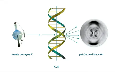El ADN, estudiado por James Watson y Francis Crick, se irradia con rayos X, produciendo un patrón de difracción que revela su estructura helicoidal.