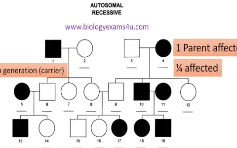 Árbol genealógico que ilustra la herencia autosómica recesiva, mostrando saltos generacionales y portadores.
