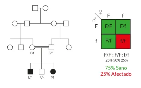 Árbol genealógico y cuadro de Punnett ilustran la **teoría de Mendel** sobre herencia, mostrando genotipos y fenotipos sanos y afectados.