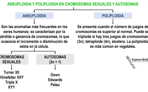 Aneuploidia: anomalías cromosómicas comunes en humanos por ganancia o pérdida de cromosomas. Se diferencia de la poliploidía.