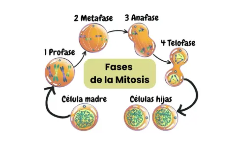 Diagrama del ciclo celular mostrando las fases de la mitosis: profase, metafase, anafase y telofase, culminando en células hijas.