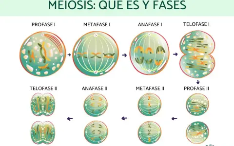 Ilustración de las fases de la meiosis 1 y 2, mostrando la división celular y la formación de gametos.