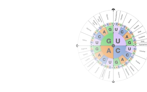 Diagrama circular que muestra las bases nitrogenadas del ADN y ARN, asociando codones con aminoácidos.
