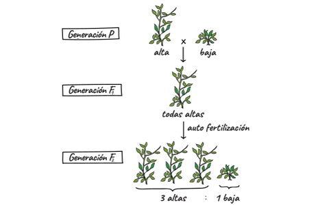 Diagrama de cruce de plantas que ilustra la herencia de genes dominantes y recesivos, mostrando la generación P (alta x baja), F1 (todas altas) y F2 (3 altas, 1 baja).