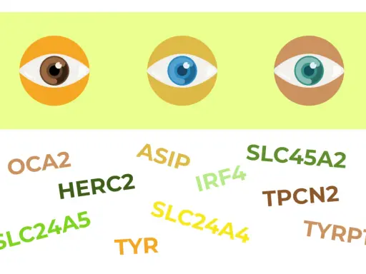Ojos de diferentes colores (marrón, azul, verde) rodeados de nombres de genes como OCA2, HERC2, ASIP, IRF4, SLC24A5, SLC24A4, SLC45A2, TPCN2, TYR, TYRP1, relacionados con el rasgo de pico de viuda dominante o recesivo.