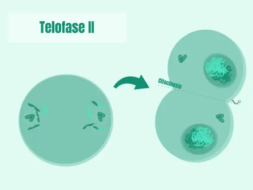 La telofase II muestra la división celular con cromosomas en polos opuestos y citocinesis, formando dos células hijas.