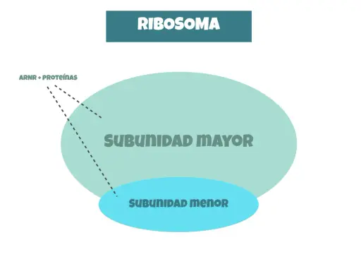 Diagrama de ribosomas, visto en microscopio electrónico, con subunidad mayor y menor, y ARNr + proteínas.