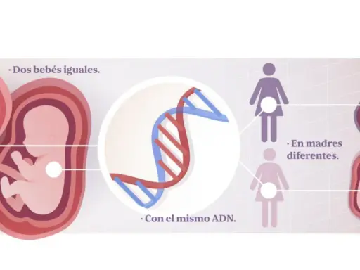 Dos fetos idénticos con el mismo ADN, pero en madres distintas, ilustran la herencia epigenética y cómo influye en características diferentes.