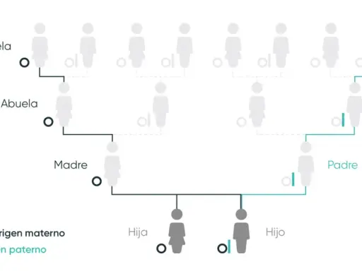 Diagrama de árbol genealógico que ilustra el porcentaje de ADN entre familiares, mostrando el origen materno (ADN mitocondrial) y paterno (cromosoma Y).