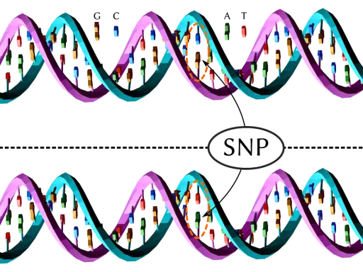 Dos hebras de ADN, una con una variación que representa un SNP (Polimorfismo de Nucleótido Único).