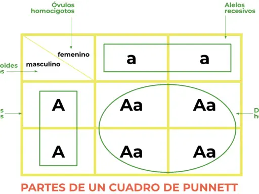 Cuadro de Punnett ilustra la 1 ley de Mendel, mostrando gametos masculinos y femeninos, alelos dominantes y recesivos, y descendencia heterocigota.