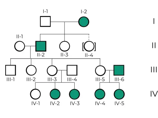 Ejemplos de árbol genealógico mostrando herencia de un rasgo. Círculos representan mujeres, cuadrados hombres. Individuos afectados en verde.