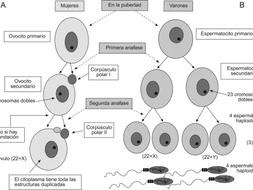 Diagrama de la meiosis femenina y masculina, mostrando la formación de células sexuales: ovocitos y espermatozoides.