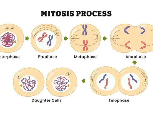 Ilustración del proceso de mitosis: interphase, profase, metafase, anafase y telofase, culminando en células hijas.