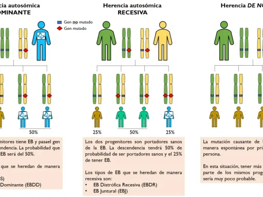 Diagrama ilustra herencia autosómica dominante, recesiva y de novo. Muestra cómo los genes dominantes pueden transmitirse, afectando la descendencia.