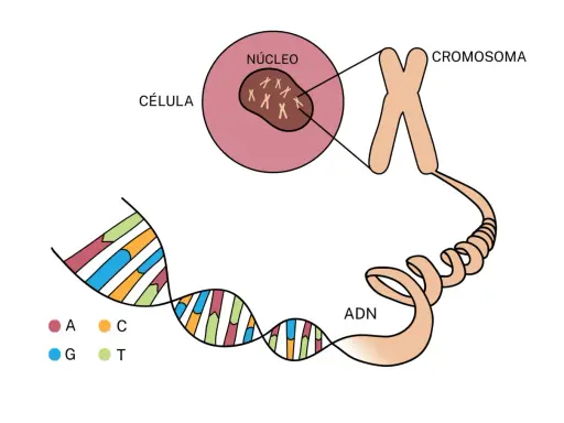 Ilustración muestra la diferencia entre gen y cromosoma: el ADN (con bases A, C, G, T) se enrolla para formar cromosomas dentro del núcleo de una célula.