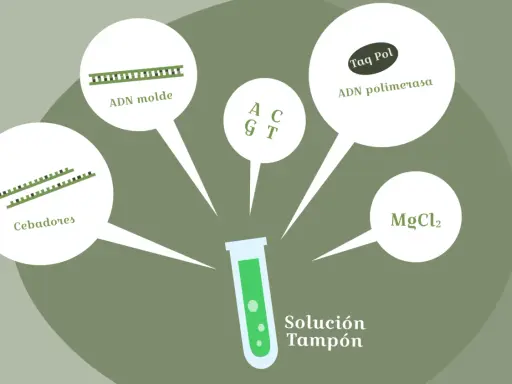 Componentes para un experimento de pcr laboratorio: ADN molde, cebadores, Taq polimerasa, MgCl2 y solución tampón.