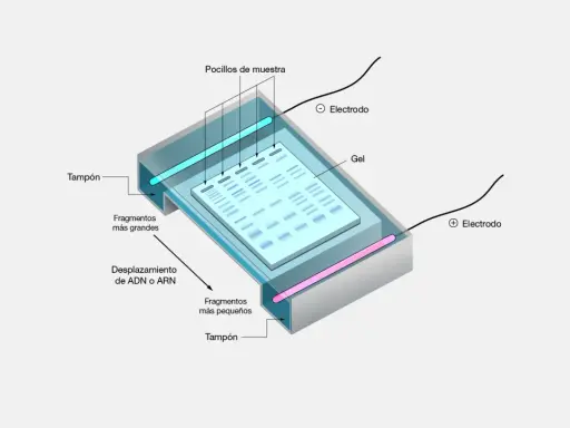 Diagrama de los tipos de electroforesis: gel, pocillos de muestra, electrodos y fragmentos de ADN/ARN separados por tamaño.