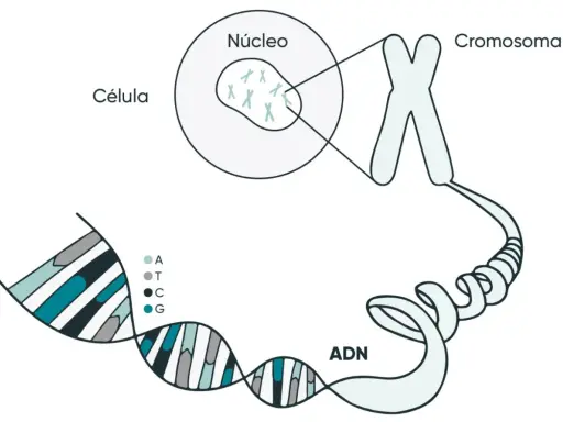 La molécula de la vida, el ADN, se organiza en cromosomas dentro del núcleo de una célula.