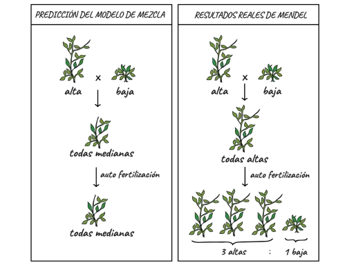 Ilustración de los guisantes de Mendel, mostrando cruces y resultados de plantas altas y bajas, prediciendo mezclas y resultados reales.