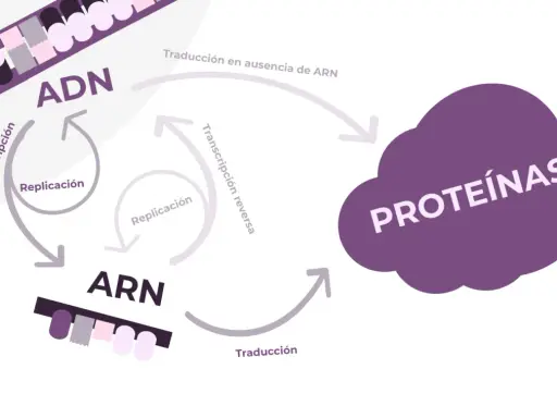 Diagrama del dogma central de la biología: ADN se replica, transcribe a ARN, y este se traduce a proteínas. Incluye transcripción inversa.