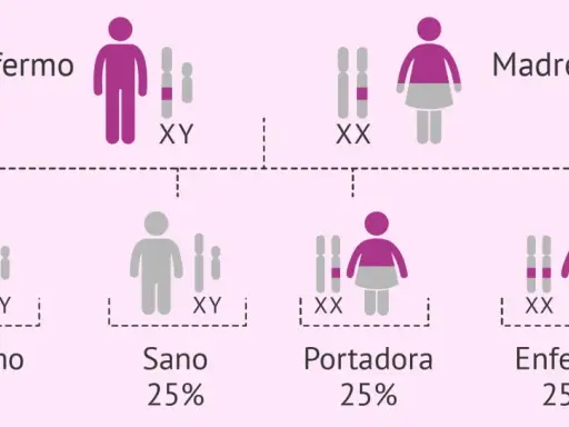Diagrama muestra cómo las enfermedades se heredan del padre o de la madre. Padre enfermo (XY) y madre portadora (XX) tienen hijos sanos, enfermos o portadores.