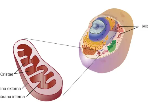 Detalle de una mitocondria, organelo vital en la célula animal, mostrando sus membranas y cristas.